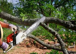 Reliable Underwood Petersville, AL Tree Care Solutions