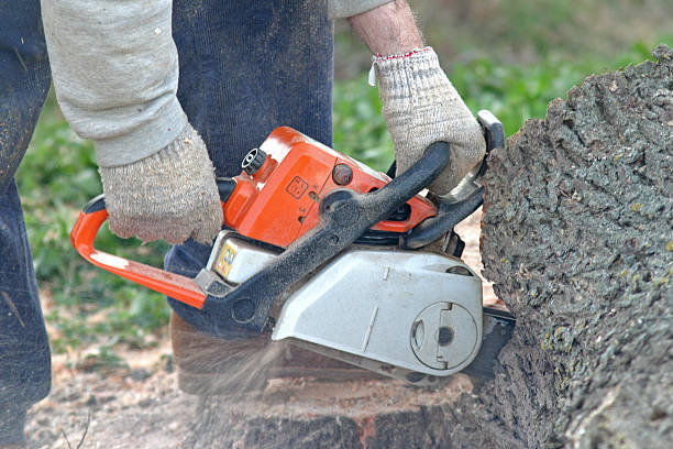 How Our Tree Care Process Works  in  Underwood Petersville, AL