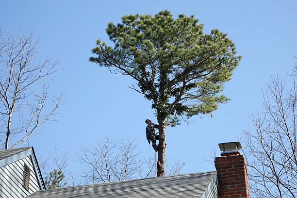 Best Tree Preservation Services  in Underwood Petersville, AL